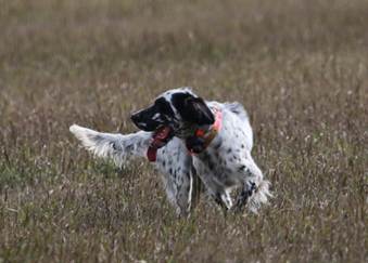 A dog running in a field

AI-generated content may be incorrect.