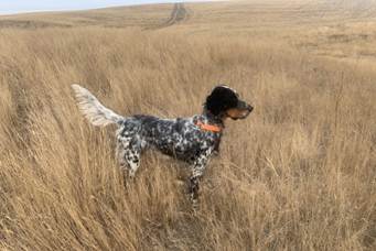 A dog standing in a field

AI-generated content may be incorrect.