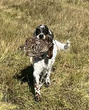 A dog holding a bird in its mouth

AI-generated content may be incorrect.