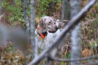 A dog in the woods

AI-generated content may be incorrect.