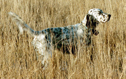 ryman english setter breeders